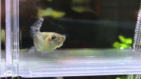 Avannotti di guppy appena nati