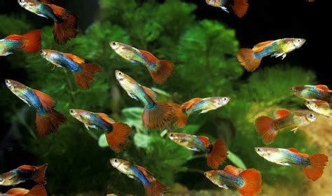 Avannotti di guppy a diverse età e colorazioni