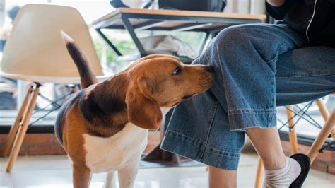 Un cane che annusa un maglioncino come approccio iniziale per abituarlo