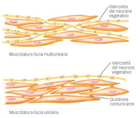 Muscolatura liscia dell'addome e organi interni