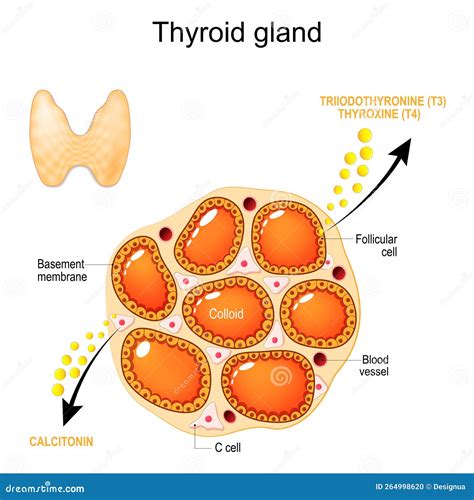 Struttura della ghiandola tiroide