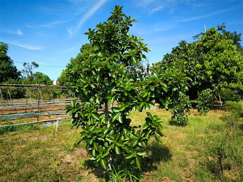 Pianta di avocado e molecola di Vitamina E