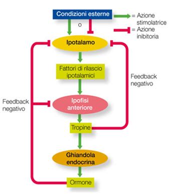 schema anatomico dell'ipofisi e secrezione ormonale