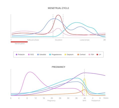 grafico che mostra la variazione dei livelli di prolattina durante il ciclo di vita