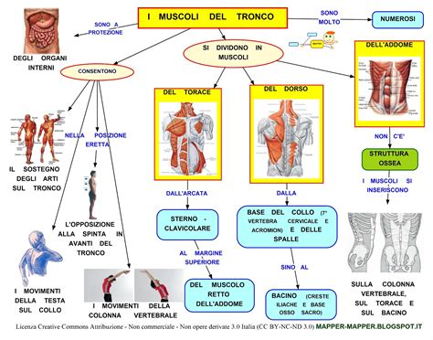 Schema dei muscoli coinvolti nella danza classica