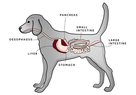 Sistema digestivo del cane