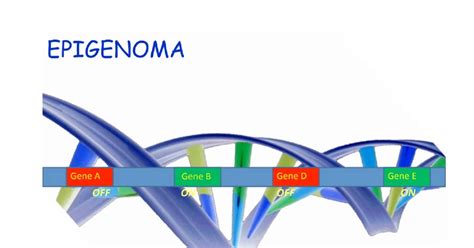 Concetto di epigenoma e individualità
