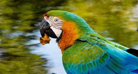 Pappagallo Amazzone nel suo habitat naturale