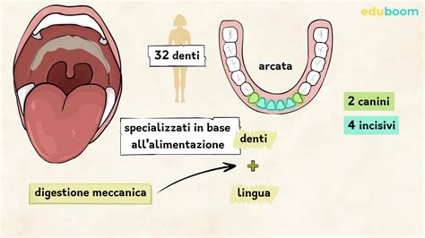 Schema dell'apparato orale infantile