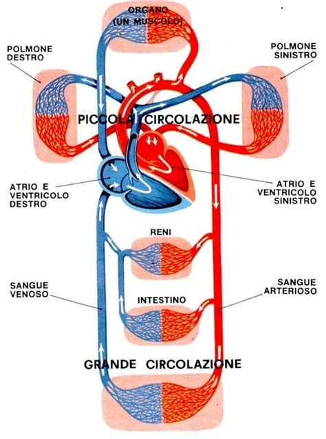 schema del sistema cardiovascolare e delle funzioni misurate dall'ECG