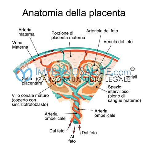 Localizzazioni placentari e anomalie del cordone