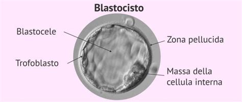 Blastocisti con massa interna e trofoectoderma