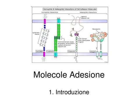 Molecole di adesione tra embrione ed endometrio