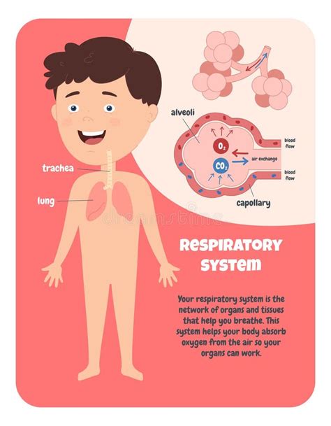 Illustrazione del sistema respiratorio di un bambino