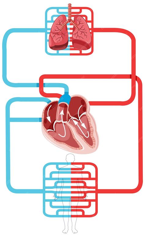 Diagramma del flusso sanguigno uterino migliorato