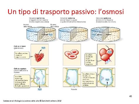 Osmosi intestinale