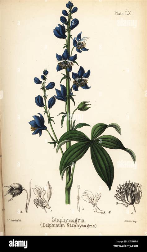 rappresentazione botanica della Delphinium staphysagria