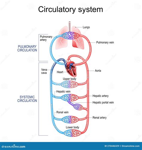 Diagramma del sistema circolatorio umano, con enfasi sui polmoni