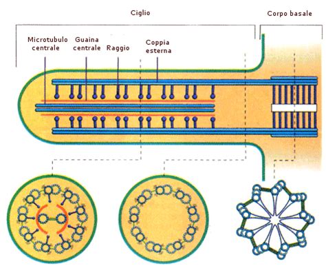 Schema strutturale di un ciglio: assonema, corpo basale e microtubuli