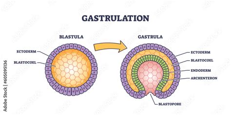 Diagramma della segnalazione cellulare mediata dalle ciglia primarie durante la gastrulazione