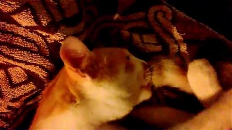 Gatto che ciuccia una coperta