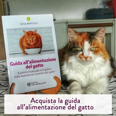 Gatto che impasta e si rilassa