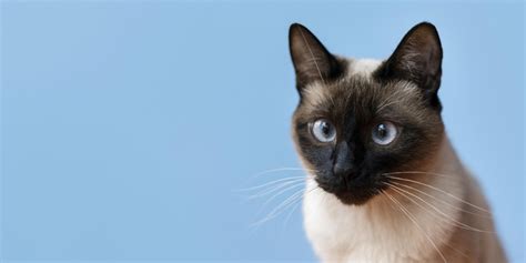 Gatto siamese che succhia una coperta
