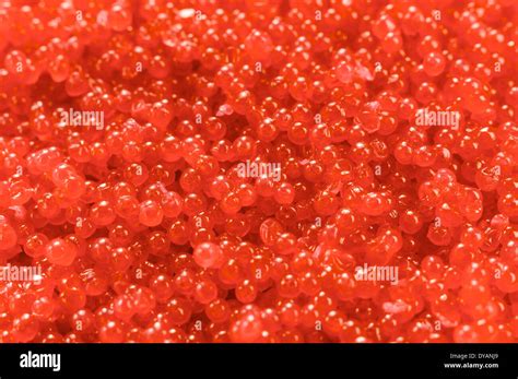 Immagine di uova di pesce rosso deposte su una pianta acquatica.