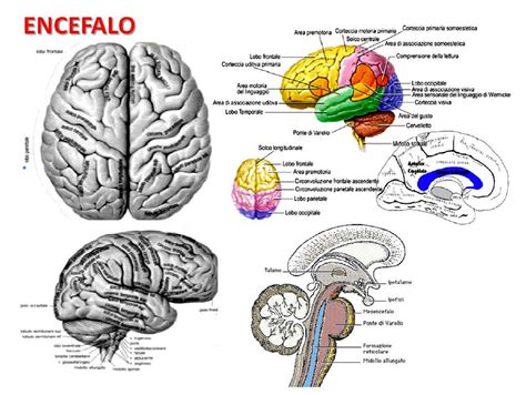 immagine dettagliata dei cestini laterali e del sistema di aggancio per la vaschetta