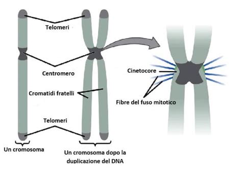 Rappresentazione schematica dei cromosomi umani