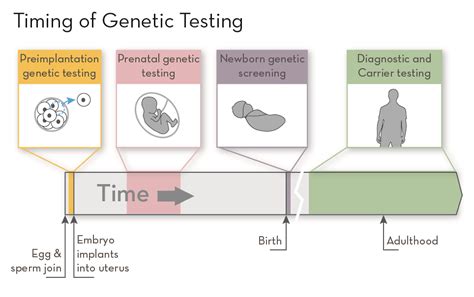 Timeline of fetal development and genetic testing options