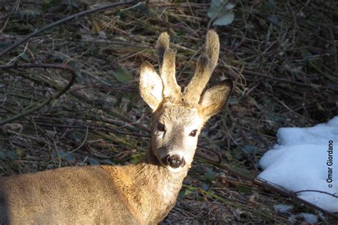Capriolo maschio con palco