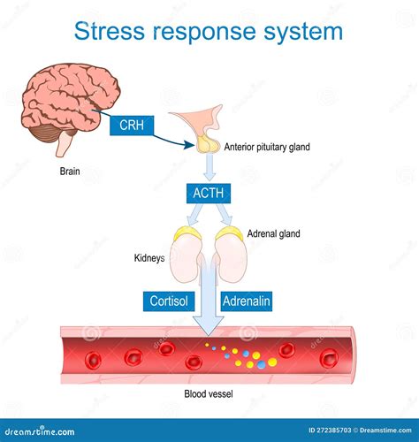 Grafico che illustra l'impatto dello stress sugli ormoni riproduttivi
