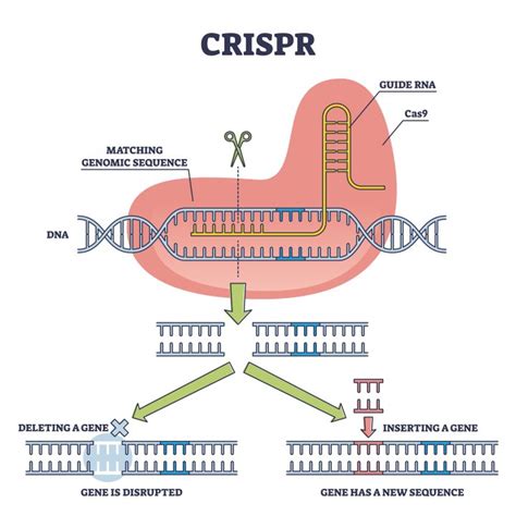 Schema di editing genetico CRISPR