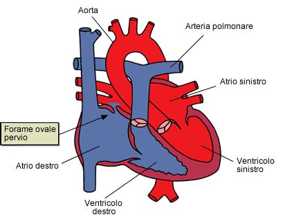 Schema del cuore fetale con forame ovale e dotto arterioso