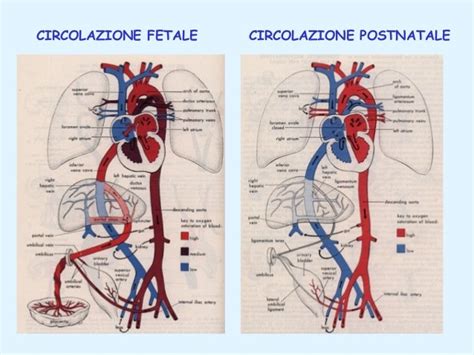 Diagramma della circolazione fetale
