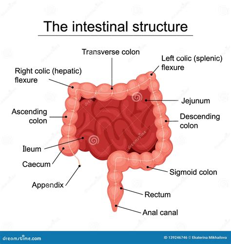 Struttura dell'intestino umano con microbiota