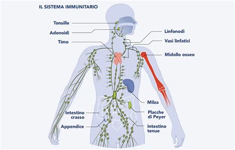 Ricerca sul sistema immunitario e Trisomia 21