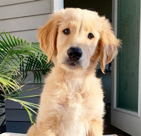 Golden Retriever cucciolo