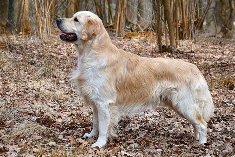 Aspetto fisico del Golden Retriever
