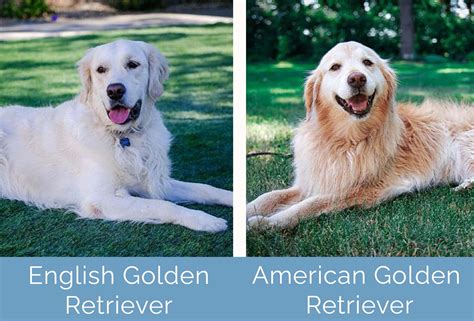 Confronto tra Golden Retriever tipo inglese e americano