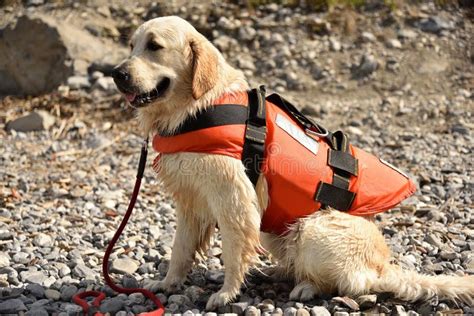 Golden Retriever in attività di salvataggio