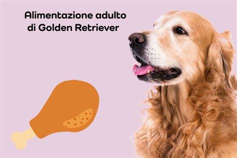 Guida all'alimentazione del Golden Retriever