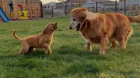 Golden Retriever spazzolato