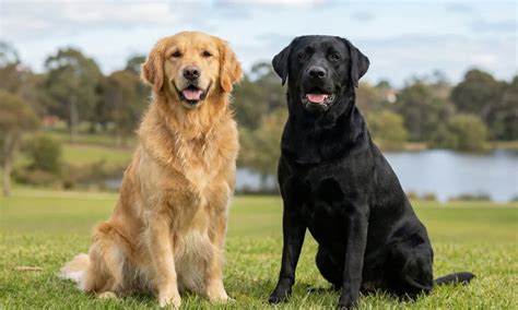 Confronto tra Golden Retriever e Labrador