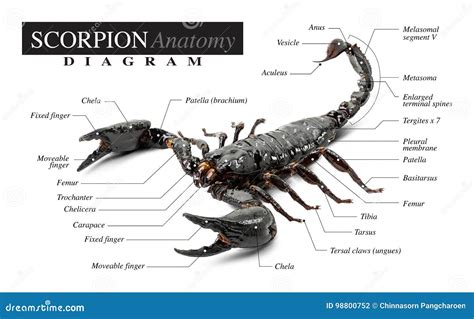 Anatomia dello scorpione
