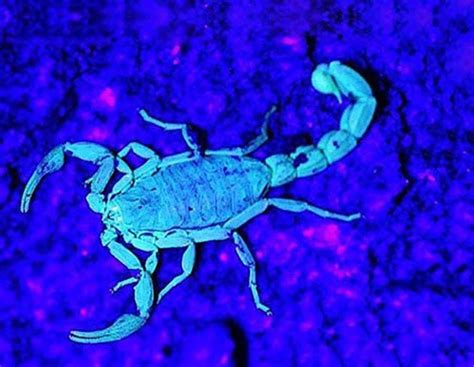 Scorpione fluorescente sotto luce UV
