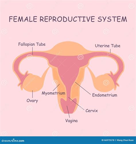 Illustrazione medica di un sistema riproduttivo femminile