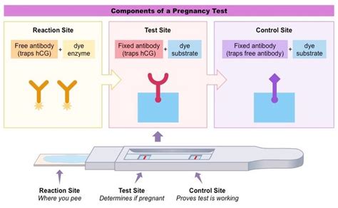 How a pregnancy test works diagram