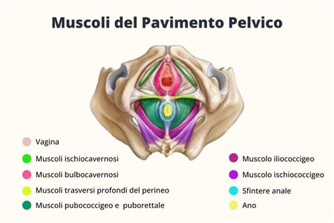 Struttura schematica del pavimento pelvico